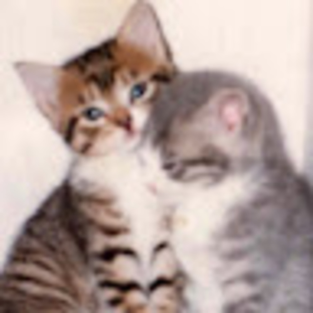 Meet your Posher, Halle